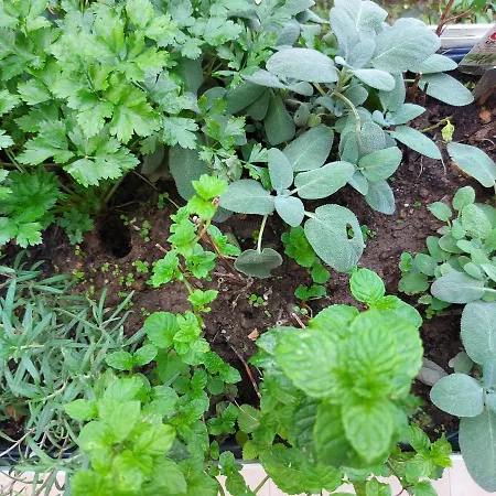 Casa Al Giardino, In Campagna Nel Cuore Di *